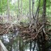Sumatera Utara, : hutan mangrove di gili sulat
