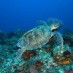 kekayaan bawah laut Gili Trawangan - Lombok : Gili Trawangan, Lombok