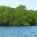 Lampung, : mangrove forest