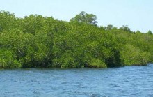 mangrove forest - Bali & NTB : Gili Sulat, Lombok – NTB