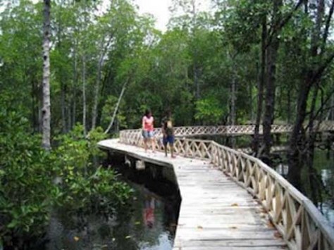 menyusuri hutan mangrove di gili sulat - Bali & NTB : Gili Sulat, Lombok – NTB