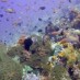 Lombok, : snorkeling spot gili air