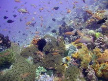 Bali & NTB , Gili Air, Lombok – NTB : Snorkeling Spot Gili Air