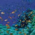 Bangka, : taman bawah laut di gili nanggu