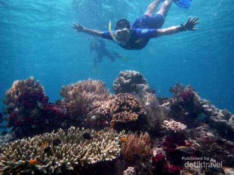 Diving Di Pulau Gam - Papua : Pulau Gam, Raja Ampat – Papua