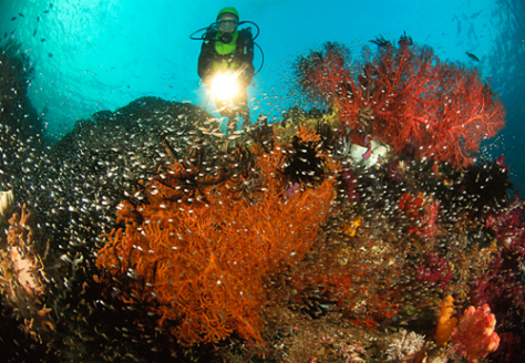 Bali & NTB , Gili Banta, Bima – NTB : Diving di Gili Banta