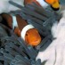 Tips, : Ikan Nemo Di Pulau Gangga