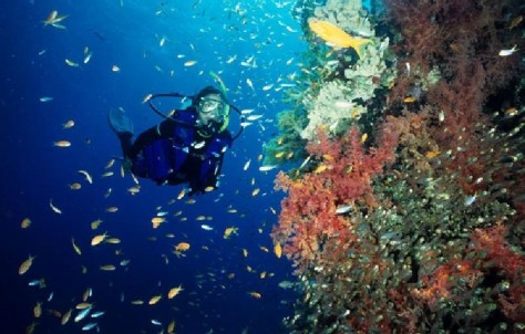 Kegiatan Menyelam Di Pulau Gangga - Sulawesi Utara : Pulau Gangga, Minahasa Utara – Sulawesi Utara