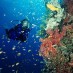 Maluku, : Kegiatan Menyelam Di Pulau Gangga