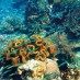 Bangka, : Keindahan Karang Di Dasar Laut Pulau Buabua