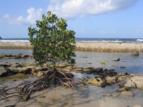 Mangrove Di Pantai Enggano - Bengkulu : Pulau Enggano – Bengkulu