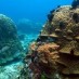 Maluku, : Pemandanga bawah laut gili Banta
