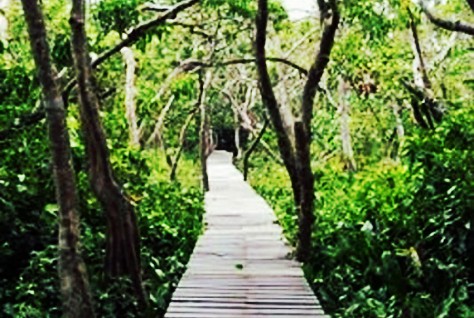 Pulau Bakut - Kalimantan Selatan : Pulau Bakut, Barito Kuala – Kalimantan Selatan