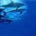 Kep Seribu, : Sekawanan Lumba - Lumba Di Pulau Gangga
