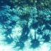 NTT, : bawah laut pulau banggai