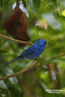 Bengkulu , Pulau Enggano – Bengkulu : Burung Liar Di Enggano