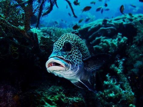 ikan penghuni di pulau batang pele - Papua : Pulau Batang Pele, Raja Ampat – Papua