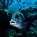 Papua , Pulau Batang Pele, Raja Ampat – Papua : ikan penghuni di pulau batang pele