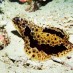 Tips, : kehidupan bawah laut pulau batang pele
