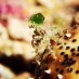 Belitong, : keindahan bawah laut pulau batang pele