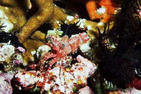 kekayaan alam bawah laut pulau batang pele - Papua : Pulau Batang Pele, Raja Ampat – Papua