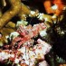 Sulawesi Utara, : kekayaan alam bawah laut pulau batang pele