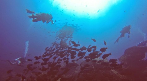 Bali & NTB , Gili Banta, Bima – NTB : kekayaan bawah laut gili Banta