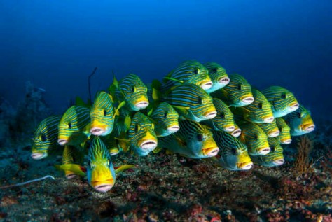 Papua , Kepulauan Wayag, Raja Ampat – Papua : pemandangan bawah laut di pulau wayag