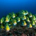Maluku, : pemandangan bawah laut di pulau wayag