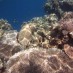 Papua, : pemandangan bawah laut pulau hoga