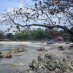 Banten, : pulau Burung ( Pulau Manuk )