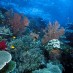 Sulawesi Barat, : taman bawah laut pulau wayag