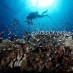 Papua, : Diving di pulau Moyo NTB Indonesia