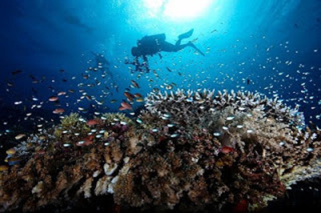 Bali & NTB , Pulau Moyo, Sumbawa – NTB : Diving Di Pulau Moyo NTB Indonesia
