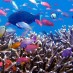 Bangka, : Kekayaan alam Bawah Laut Hidden Bay