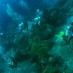 Sulawesi Utara, : diving di halmahera