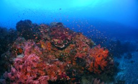halmahera coral reef - Maluku : Pulau Halmahera – Maluku
