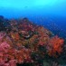 Sulawesi Tenggara, : halmahera coral reef