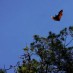 Kalimantan Timur, : kelelawar di pulau um