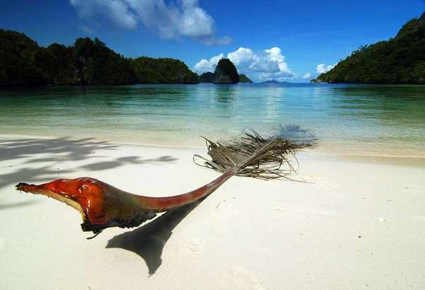 Papua , Pulau Rani, Raja Ampat – Papua : Pasir Pantai Pulau Rani