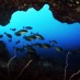 Sulawesi Tenggara, : pemandangan bawah laut halmahera