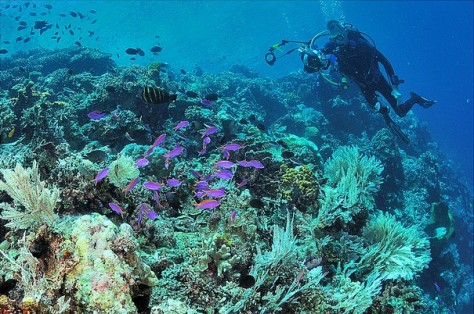 snorkeling di Pulau Siladen - Sulawesi Utara : Pulau Siladen, Manado – Sulawesi Utara