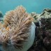 Papua, : terumbu Karang di Hidden Bay
