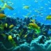 Maluku, : Penghuni Bawah Laut Taman Laut Rubiah