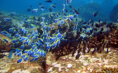 Ragam Ikan   Ikan Yang Indah Di Pulau Rubiah - Aceh : Taman Laut Pulau Rubiah – Sabang