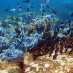 Aceh , Taman Laut Pulau Rubiah – Sabang : Ragam Ikan - Ikan Yang Indah Di Pulau Rubiah