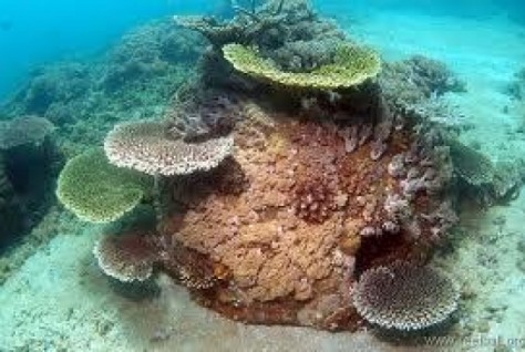 Terumbu karang di semenanjung Totok - Sulawesi Utara : Semenanjung Totok, Ratatotok – Sulawesi Utara