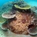 Tips, : Terumbu karang di semenanjung Totok