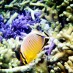Maluku, : ikan penghuni taman laut