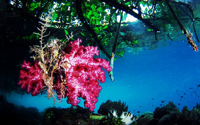 Papua , Pulau Batanta, Raja Ampat – Papua : Mangroove Pulau Batanta